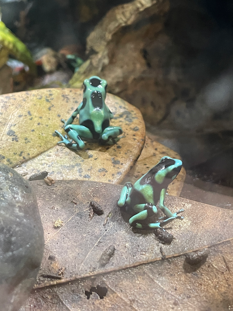 Two young Dendrobates auratus frogs, Boontus and Cyrano