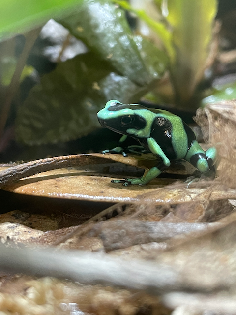 One young Dendrobates auratus frog, Shyguy